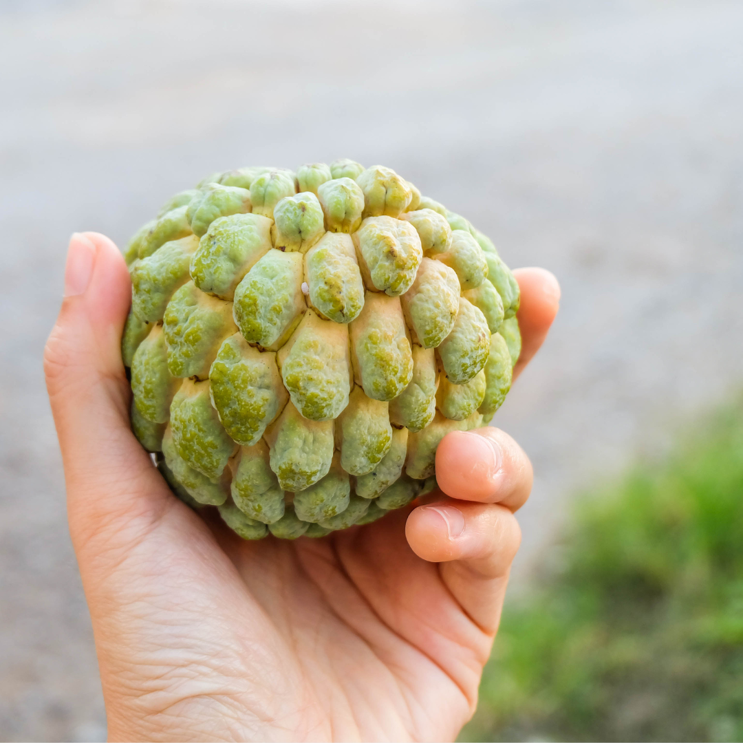 ORGANIC CUSTARD APPLE