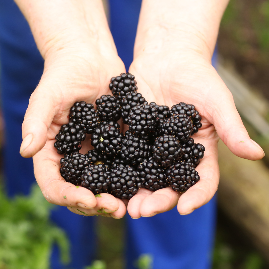 MULBERRY