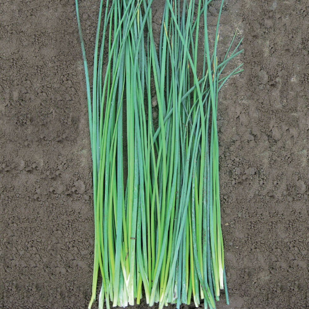 ORGANIC CHIVES