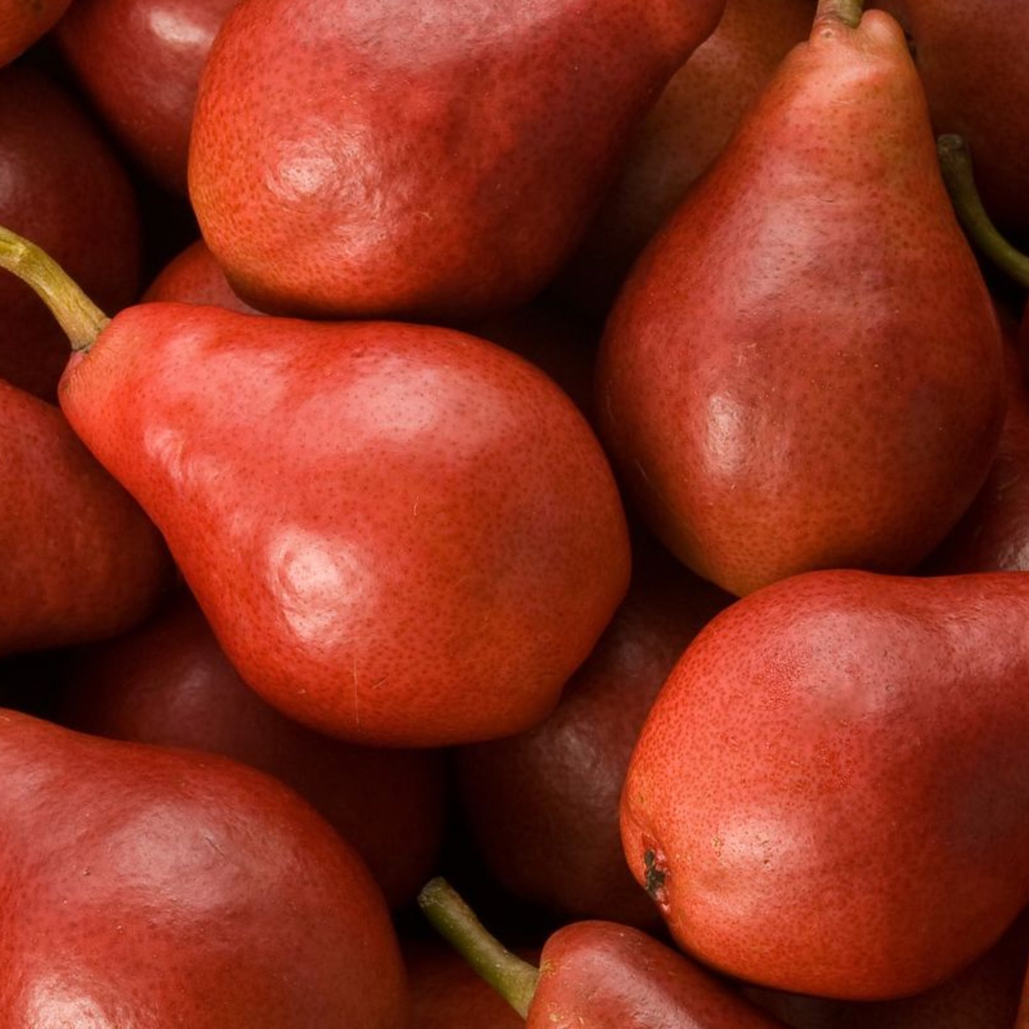 Pear-Red Anjou