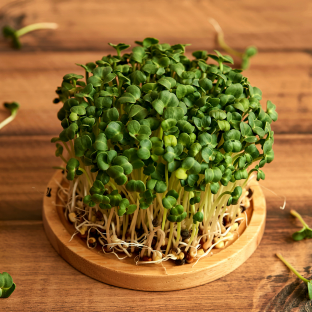 FRESH SUNFLOWER MICROGREEN