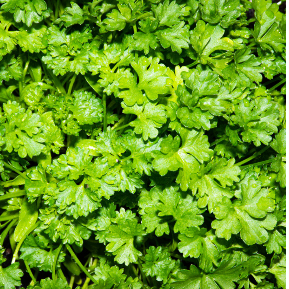 FRESH FLAT PARSLEY
