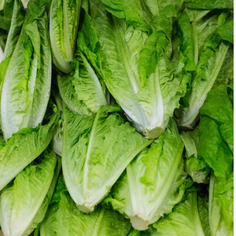 FRESH ROMAINE GREEN LETTUCE