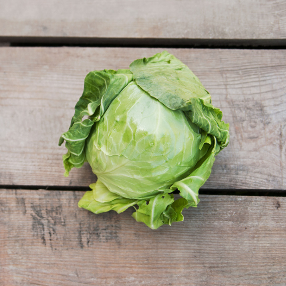 FRESH CABBAGE