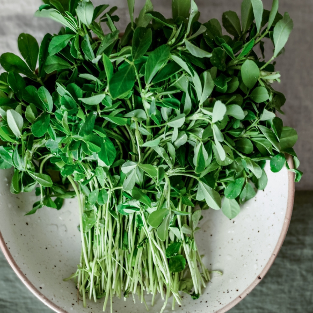 FRESH METHI (FENUGREEK)