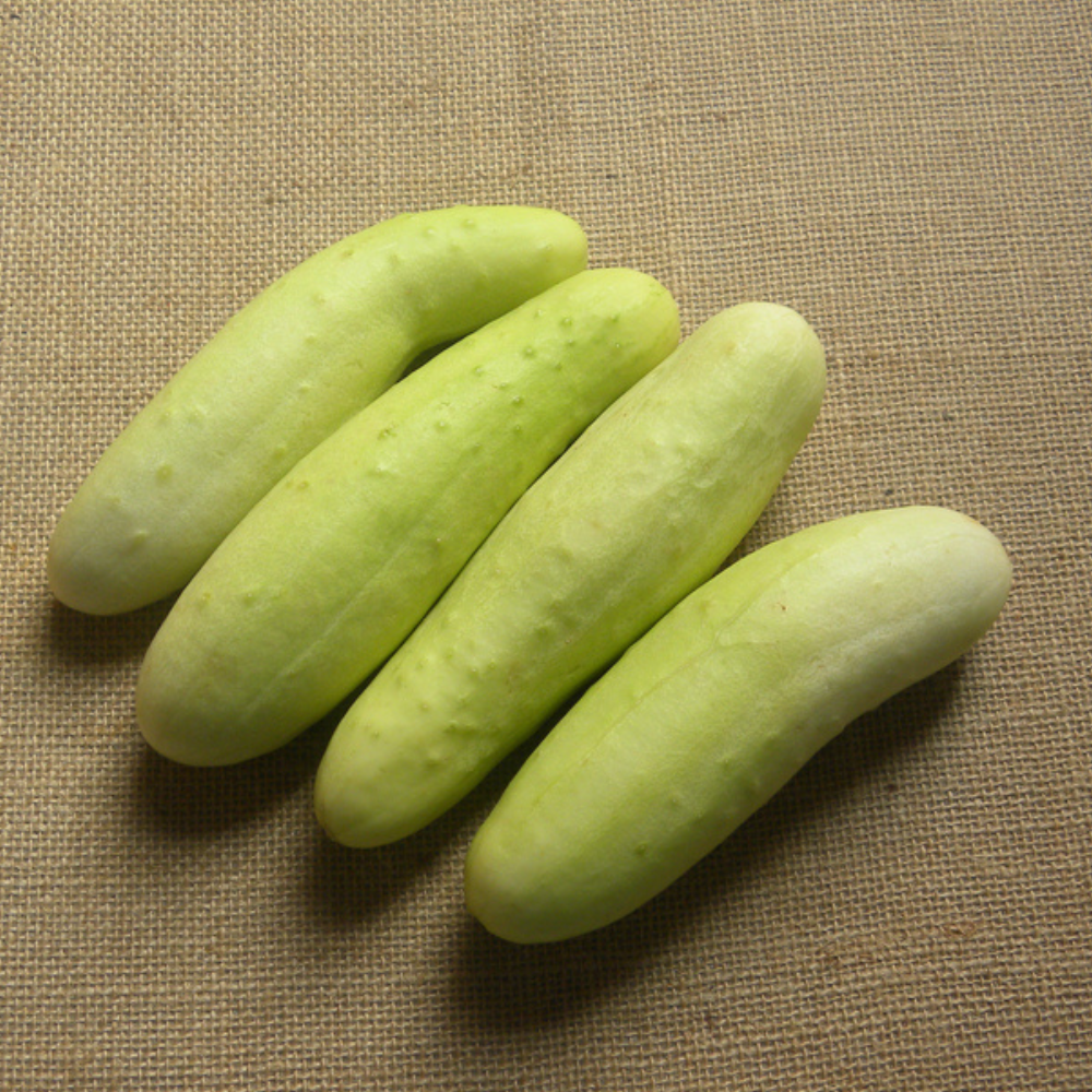FRESH CUCUMBER