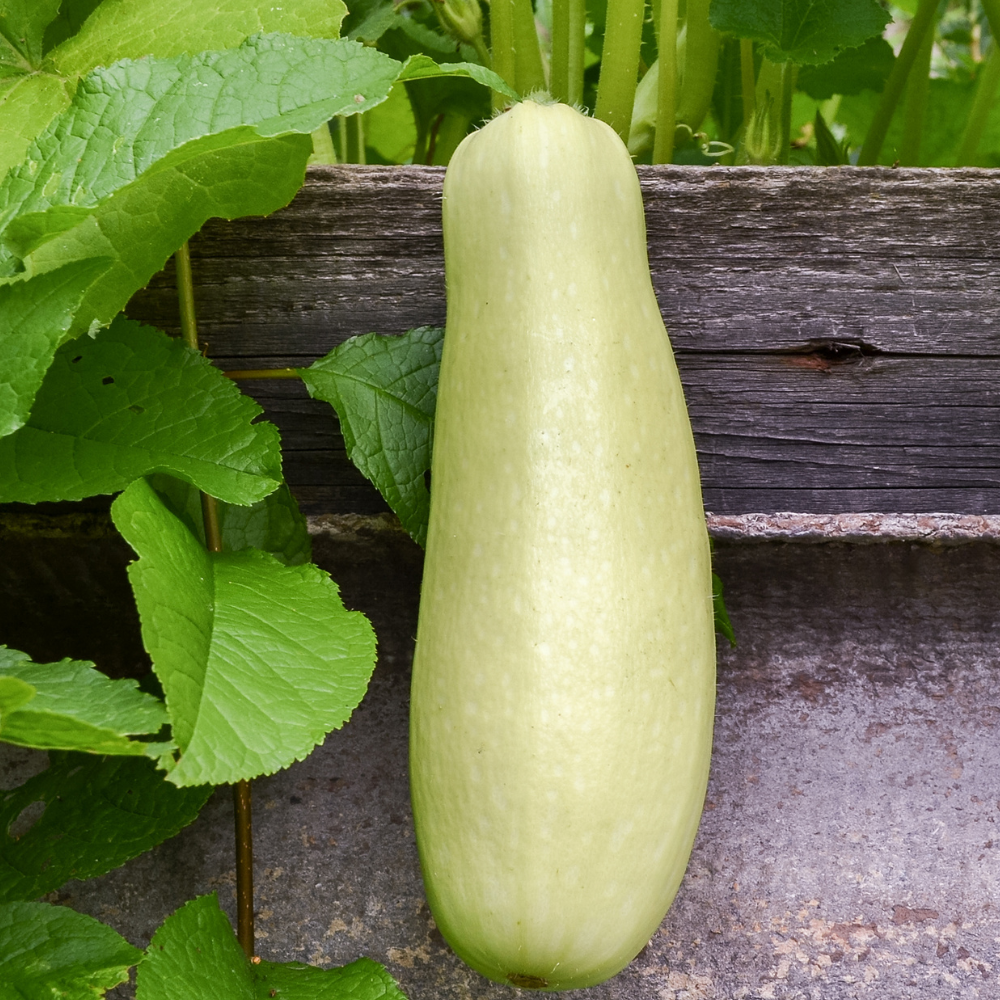 BOTTLE GOURD (DUDHI)