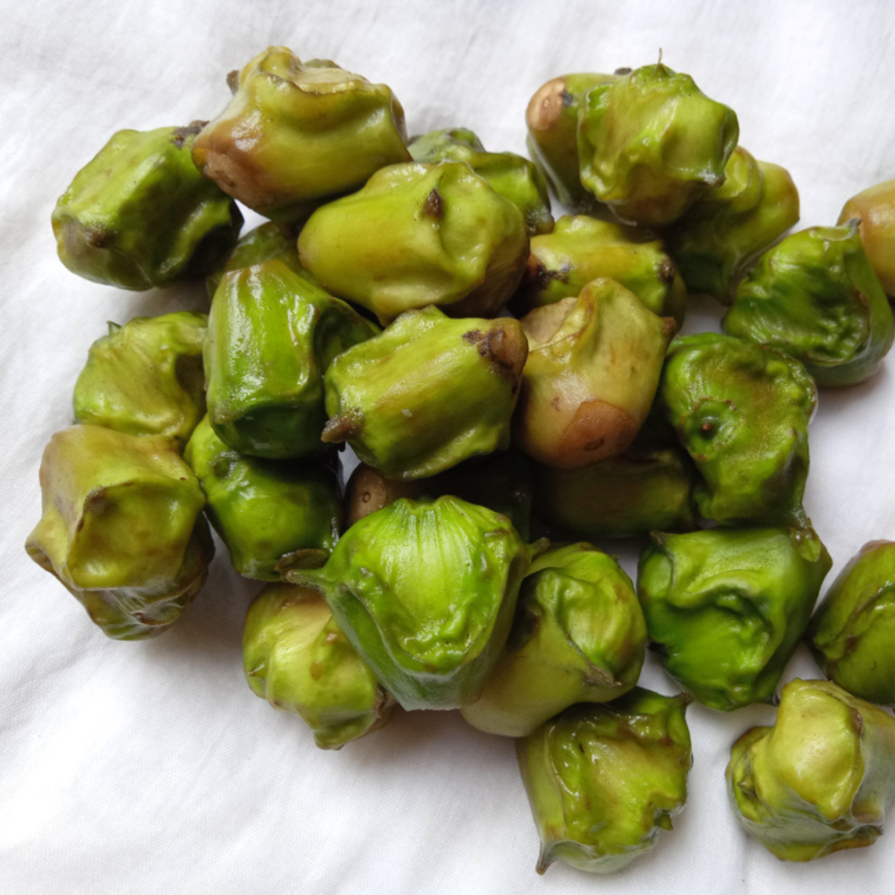 FRESH WATER CHESTNUT