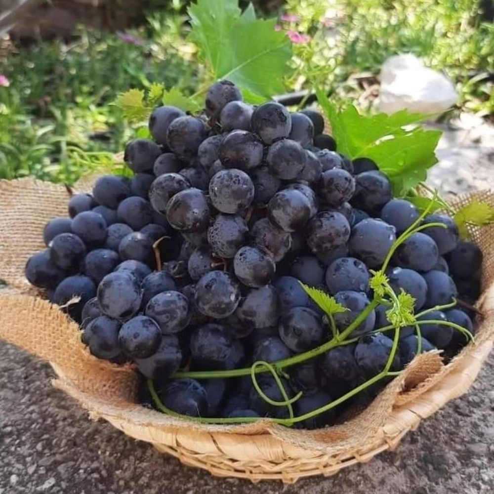 Fresh Blueberry Grapes