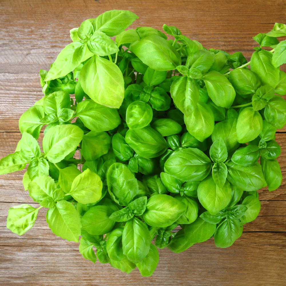 FRESH SWEET BASIL