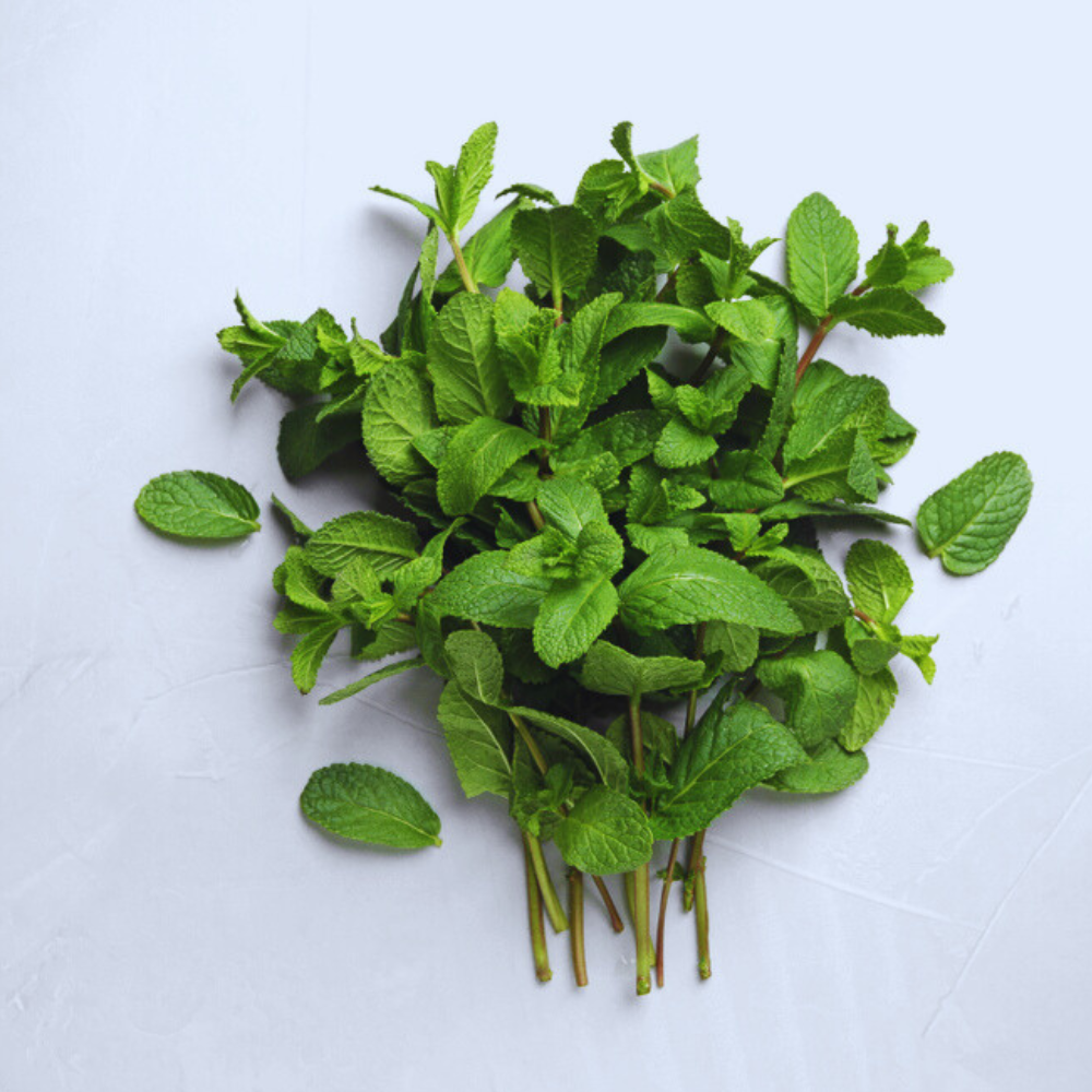 FRESH MINT LEAVES