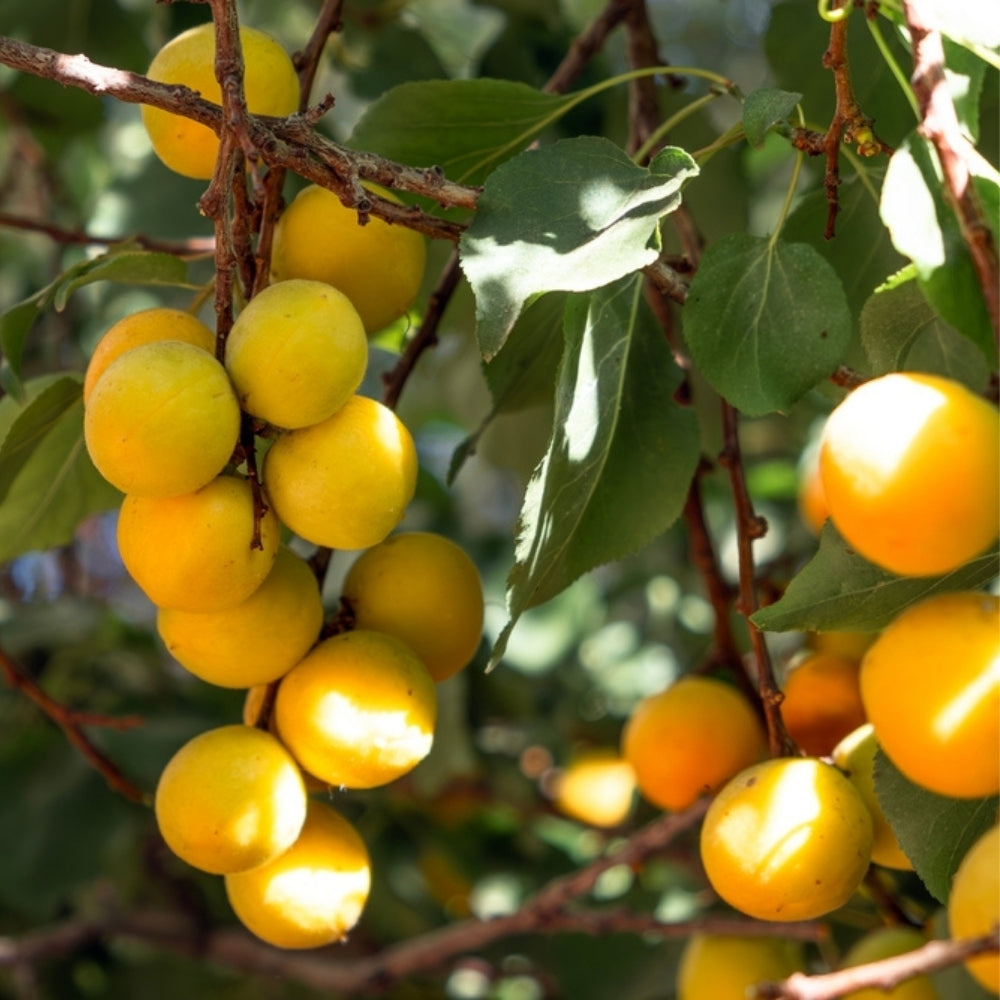 FRESH LADAKH APRICOTS