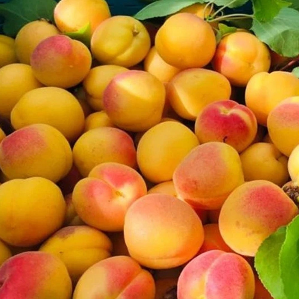 FRESH LADAKH APRICOTS