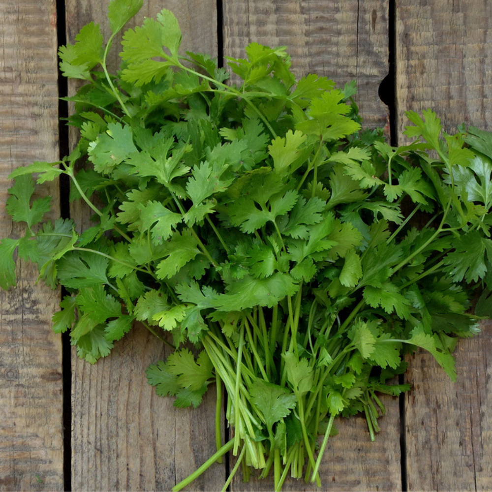 FRESH CORIANDER (WITHOUT ROOTS)