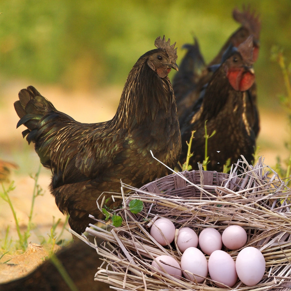 KADAKNATH EGGS (6 PC BOX)