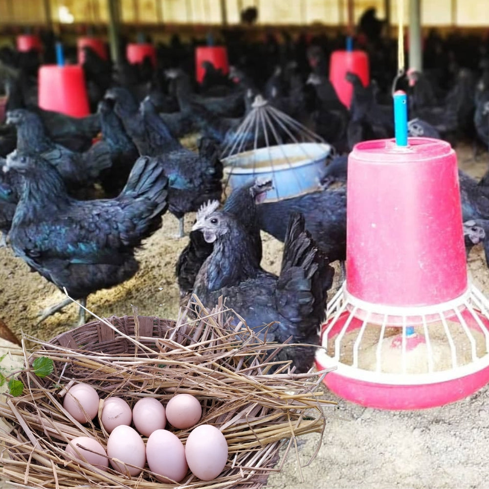 KADAKNATH EGGS (6 PC BOX)