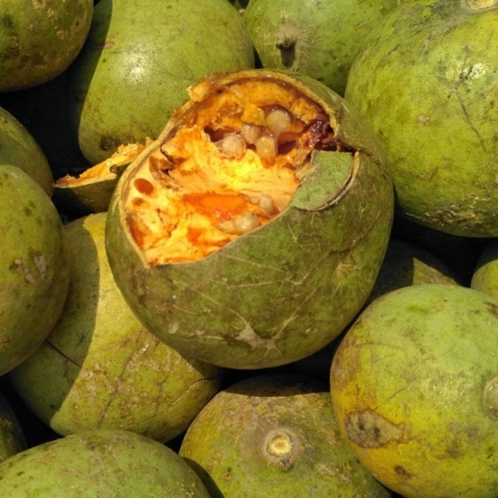 STONE APPLE (BAEL FRUIT)