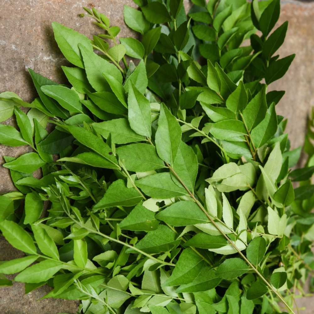 ORGANIC CURRY LEAVES (KADI PATTA)