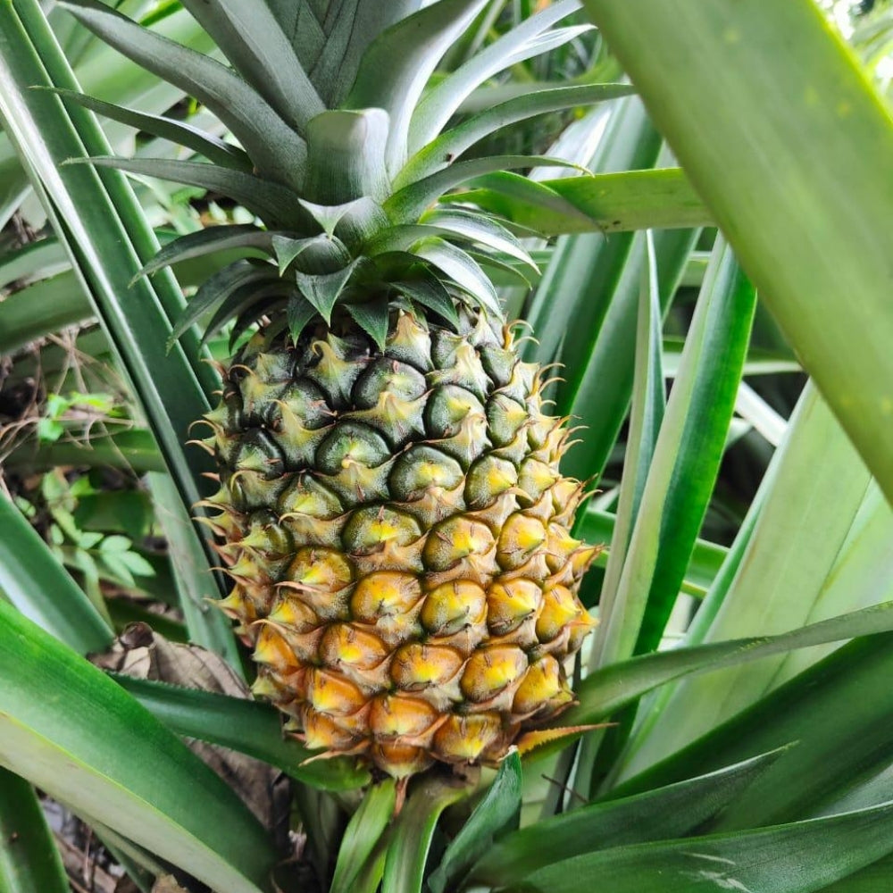 NAGALAND KEW PINEAPPLE