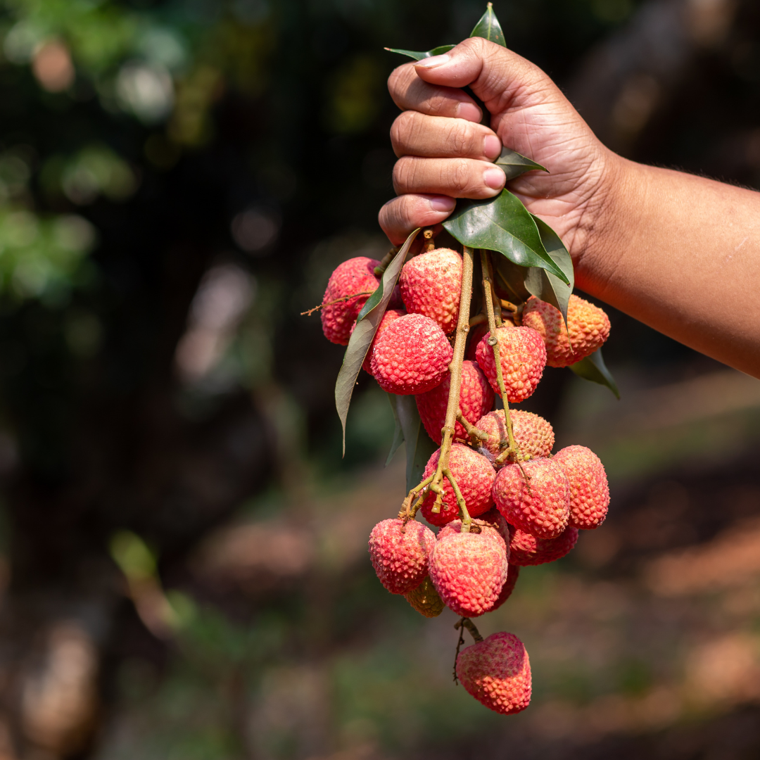 LYCHEE