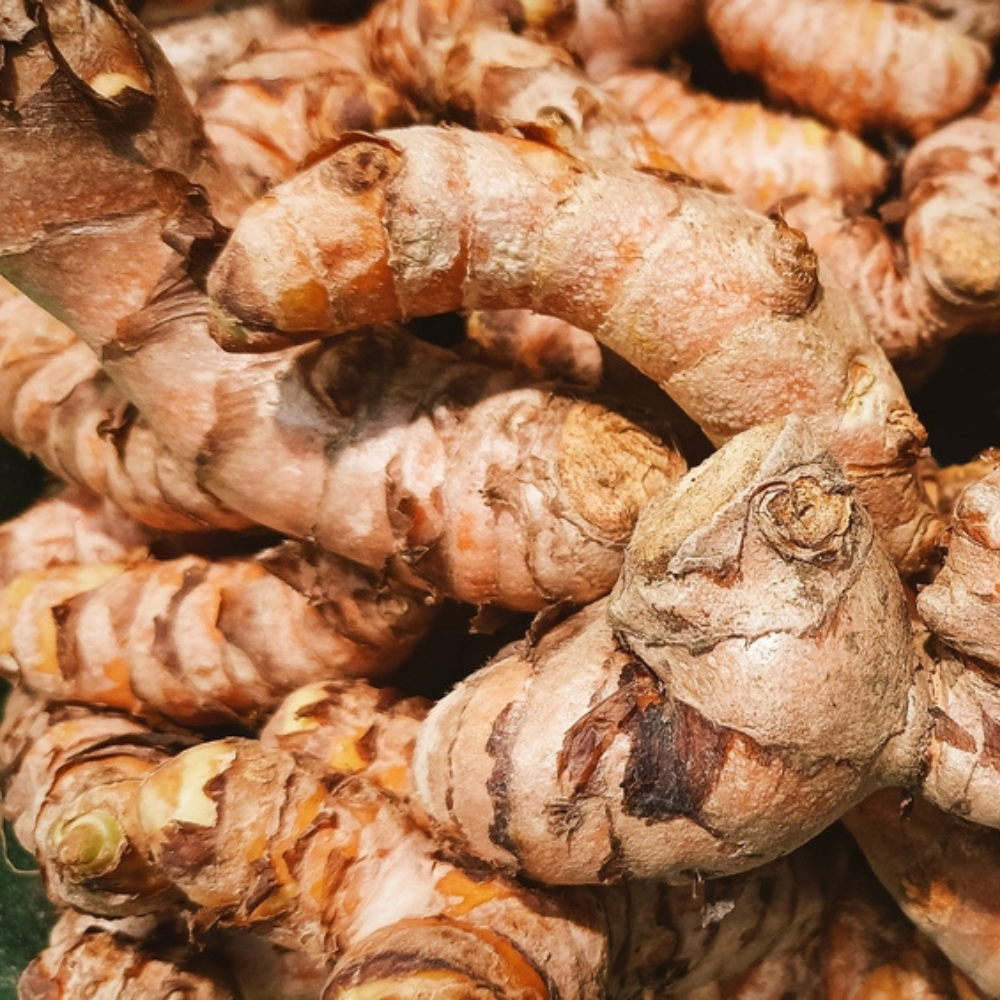 FRESH WHOLE TURMERIC