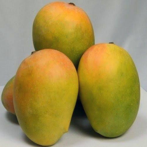 ORGANIC KESAR MANGO