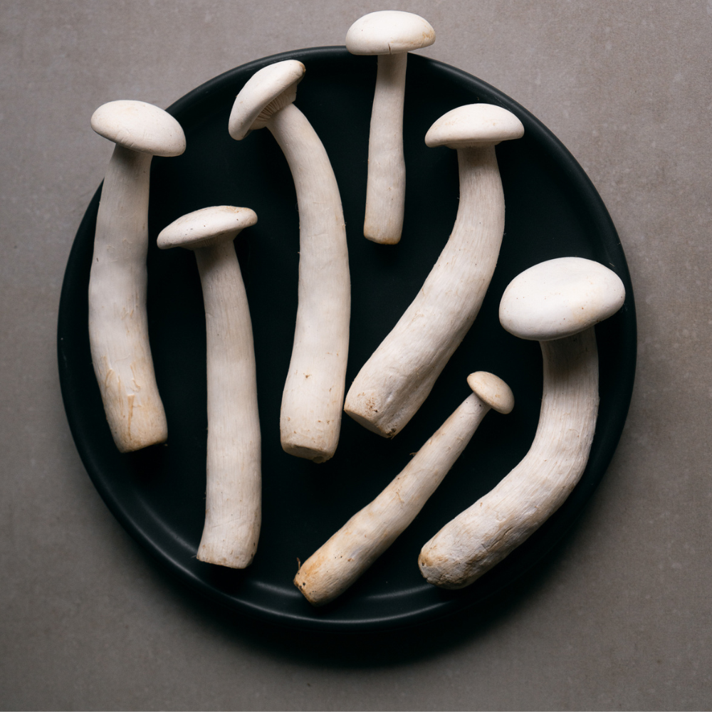 MILKY MUSHROOM