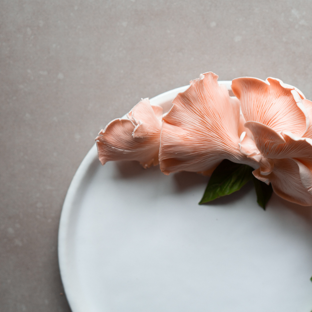 PINK OYSTER MUSHROOM