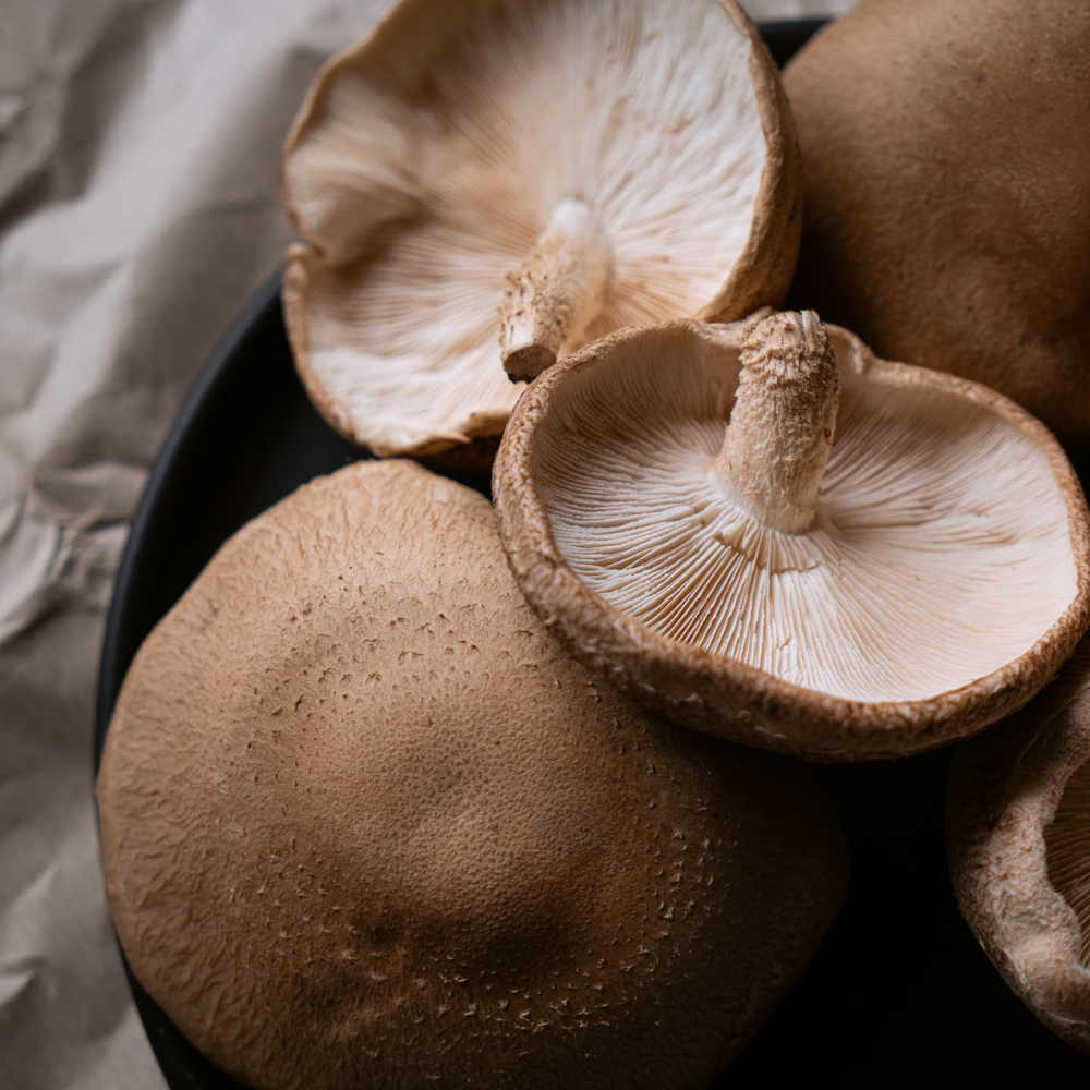 SHIITAKE MUSHROOM