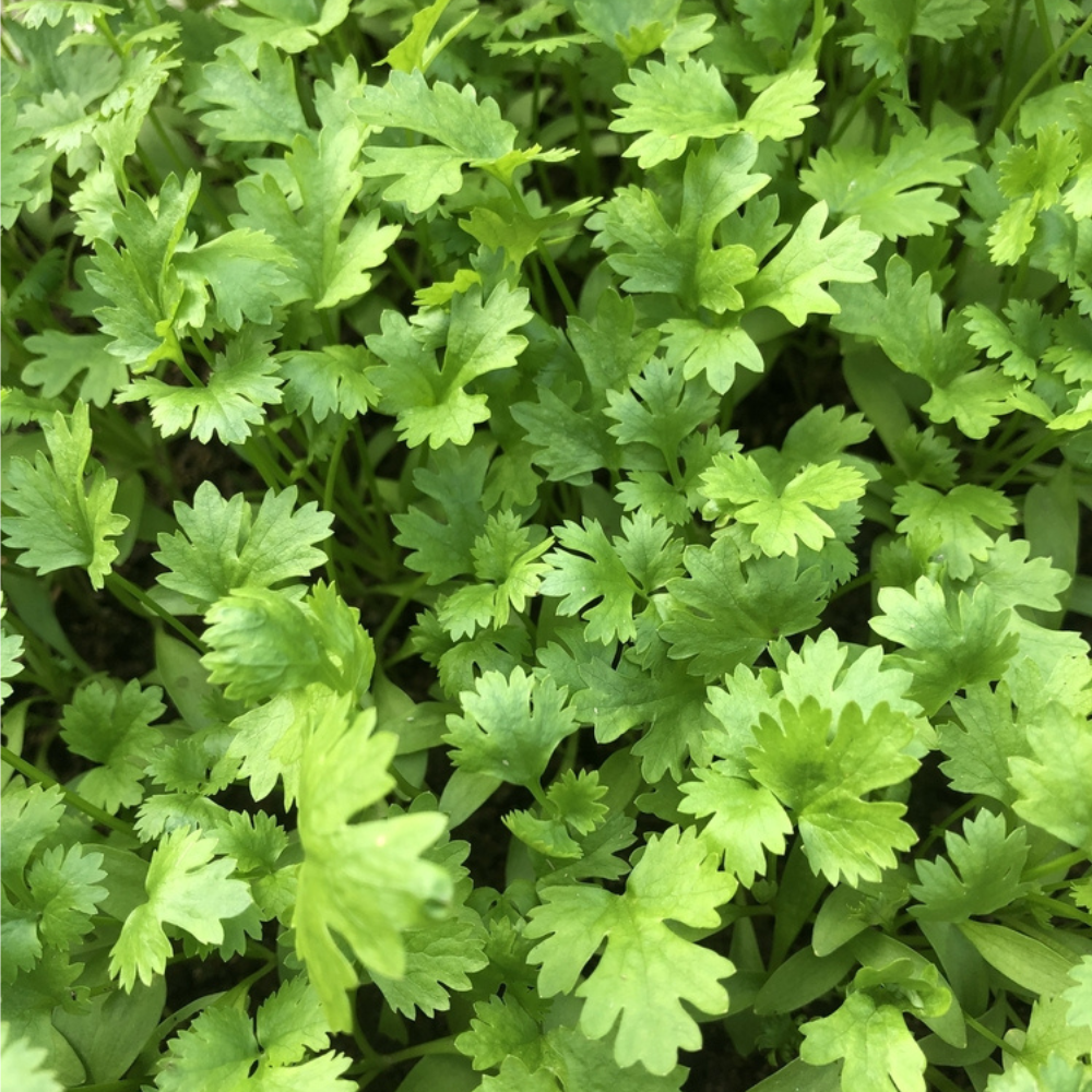 FRESH CORIANDER (WITHOUT ROOTS)