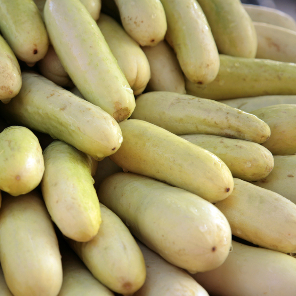 FRESH CUCUMBER