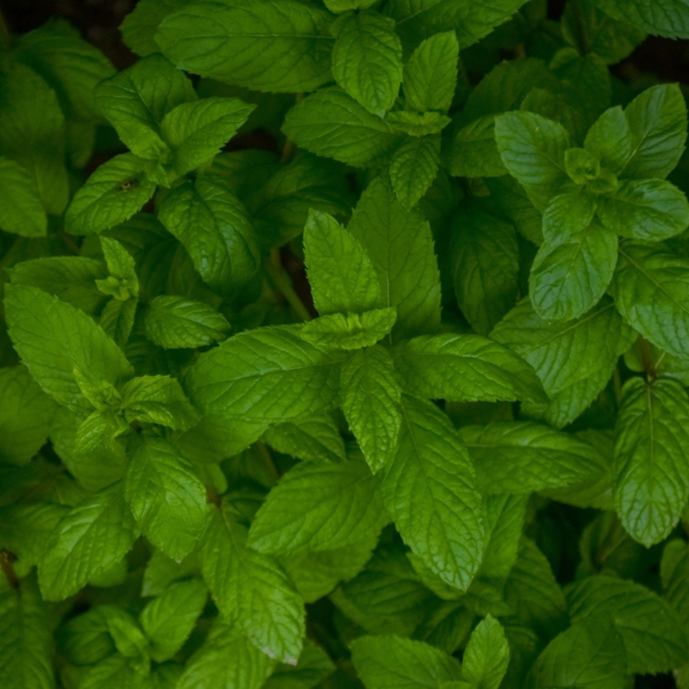 FRESH MINT LEAVES