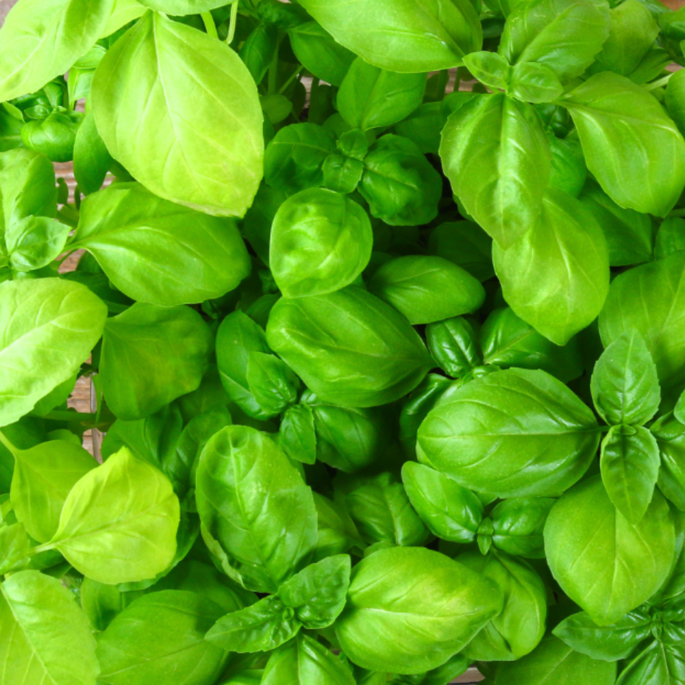 FRESH SWEET BASIL