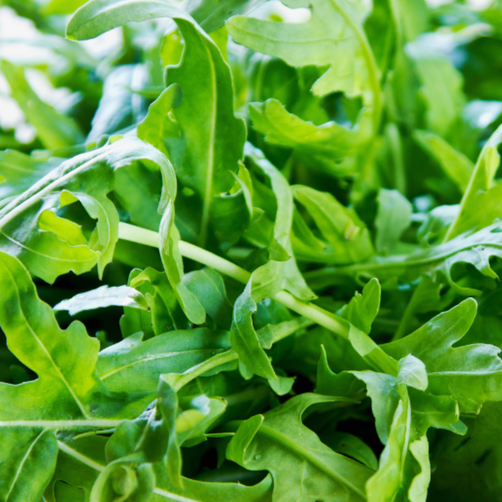 FRESH WILD ARUGULA