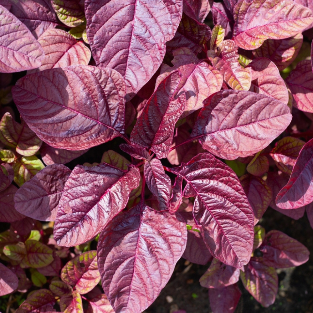 FRESH RED AMARANTH/LAAL MATH