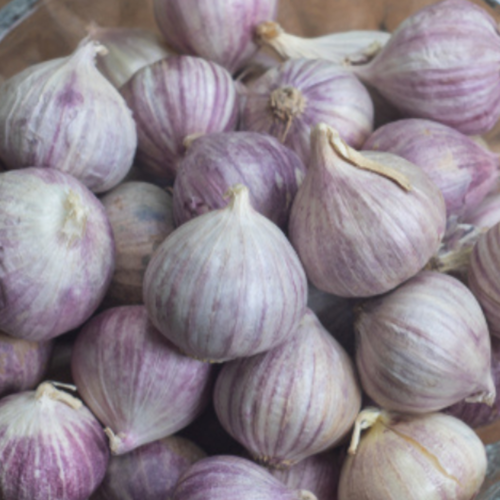 SINGLE CLOVE GARLIC