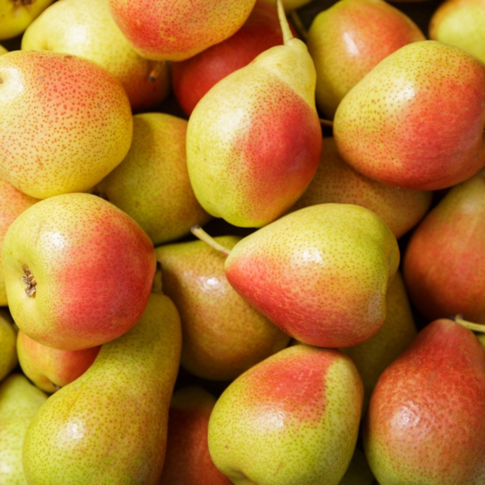 Pear-Red Anjou